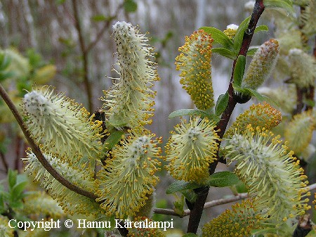 Salix hastata'Wehrhahnii'